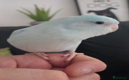 Parrots birds for sale: 8 week old baby parrotlets silly tame - Image 1
