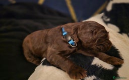 Cocker Spaniel dogs for sale: Cocker spaniel puppies - Image 22