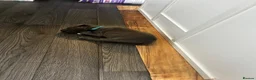 Staffordshire Bull Terrier dogs for sale: 8 stunning Stafford bull terrier puppies - Advert 5
