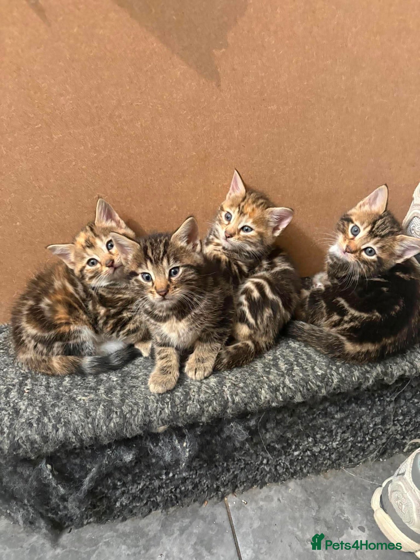 Mixed Breed cats Beautiful long haired Torbie x Bengal kittens - Advert 6