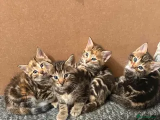 Mixed Breed cats Beautiful long haired Torbie x Bengal kittens - Advert 6