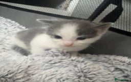 Mixed Breed cats for sale: REDUCED: 2 friendly kittens remain- regime 26/8/25 - Image 34