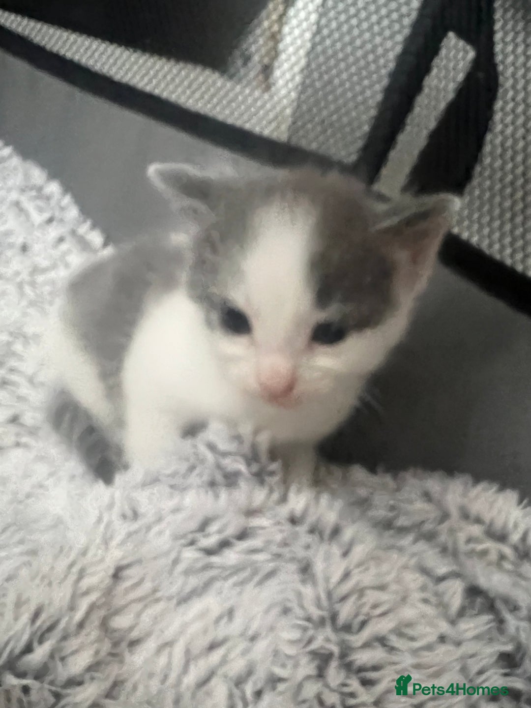 Mixed Breed cats for sale: REDUCED: 2 friendly kittens remain- regime 26/8/25 - Image 34