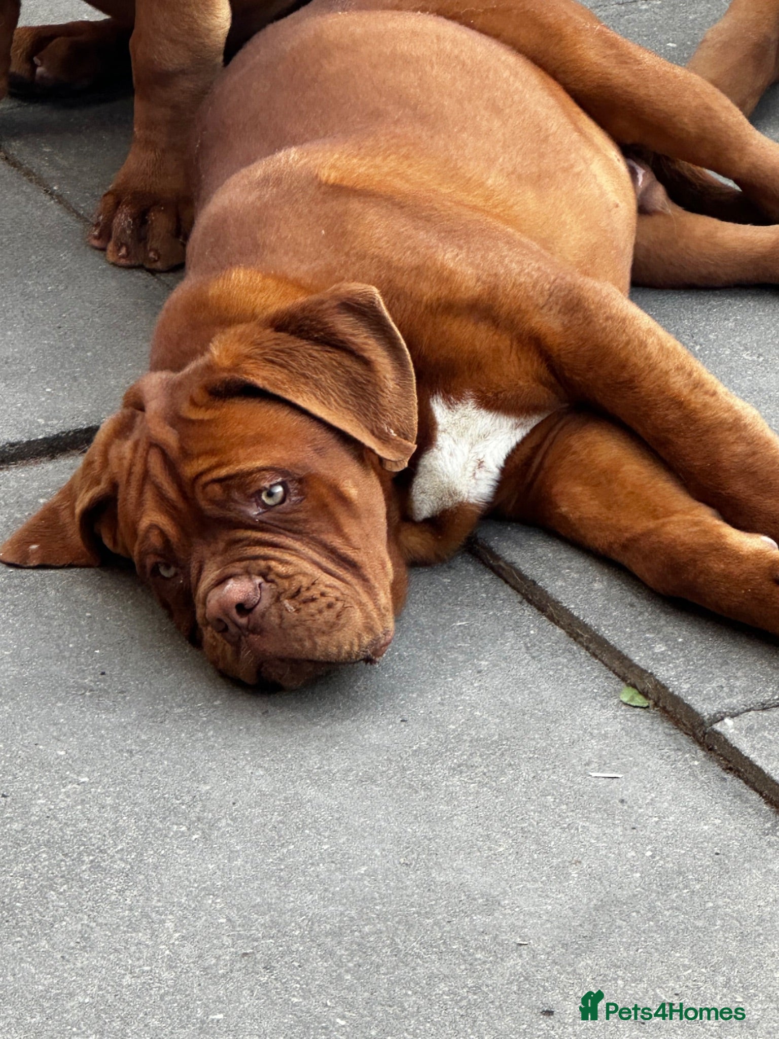 Dogue De Bordeaux dogs Show quality males available! - Advert 2