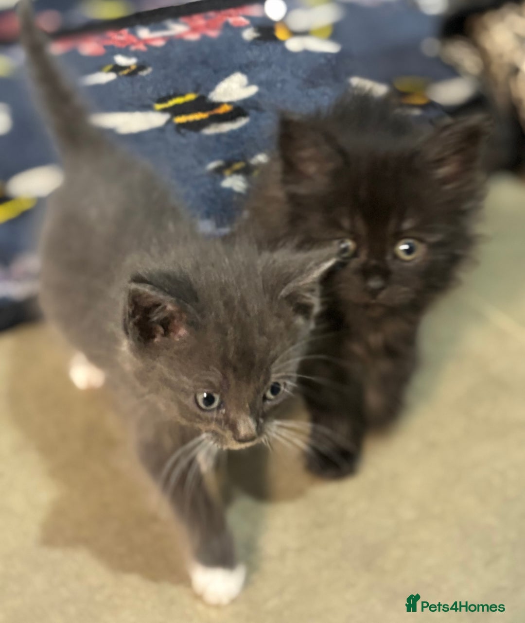Maine Coon cats for sale: Loveliest, fluffy Maine coon X ragdoll kittens - Image 6