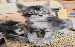 Maine Coon cats for sale: Maine coon kittens champion lines, DNA health test - Image 17