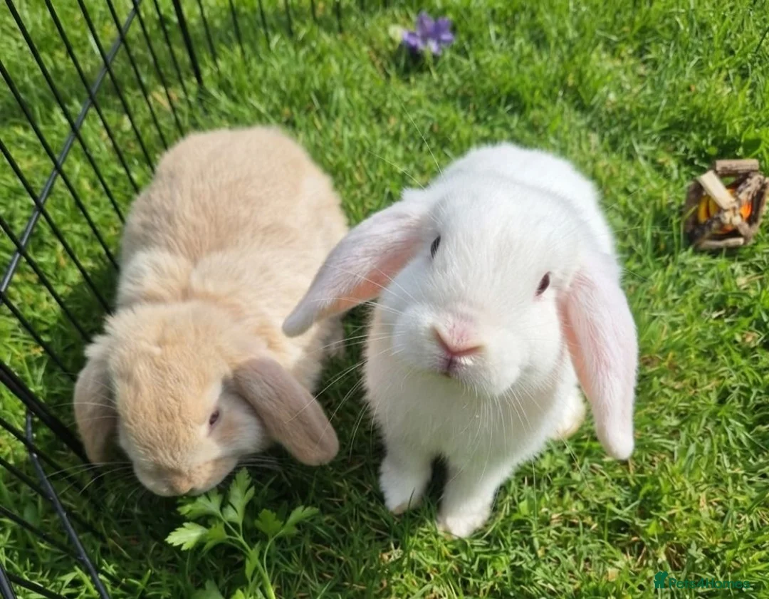 Mini Lop rabbits for sale: Gorgeous mini lop kits ready for new homes - Advert 2