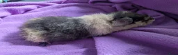 Guinea Pig rodents for sale: Teddy guinea pigs boys from 5 months old - Advert 10