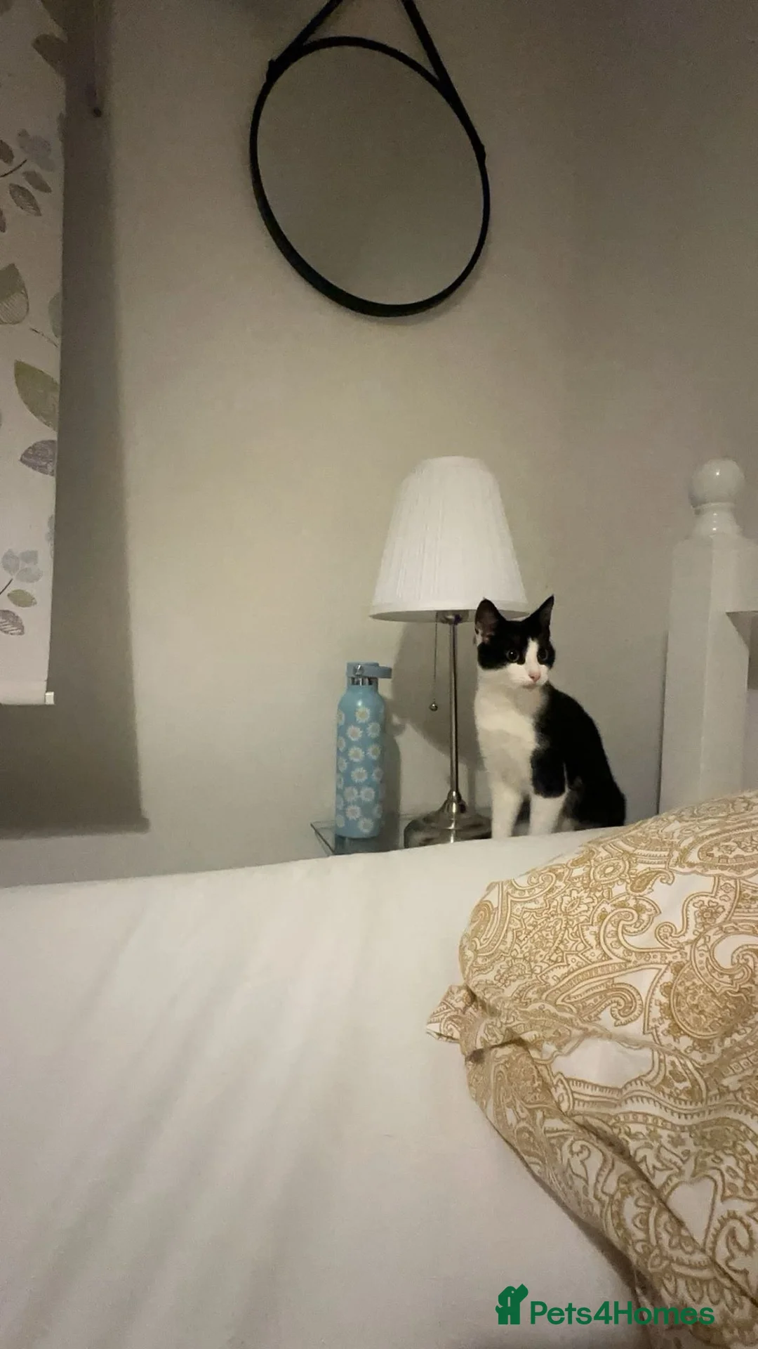 Mixed Breed cats for sale: Mix breed 7month old kitty .  - Advert 2