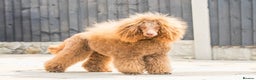 Poodle dogs for stud: Chocolate poodle stud in Leeds - Advert 1