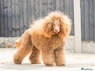 Poodle dogs in Leeds - Advert 2