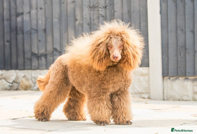 Poodle dogs in Leeds - Advert 3