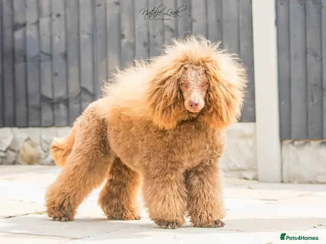 Poodle dogs for stud: Chocolate toy poodle stud - Advert 2