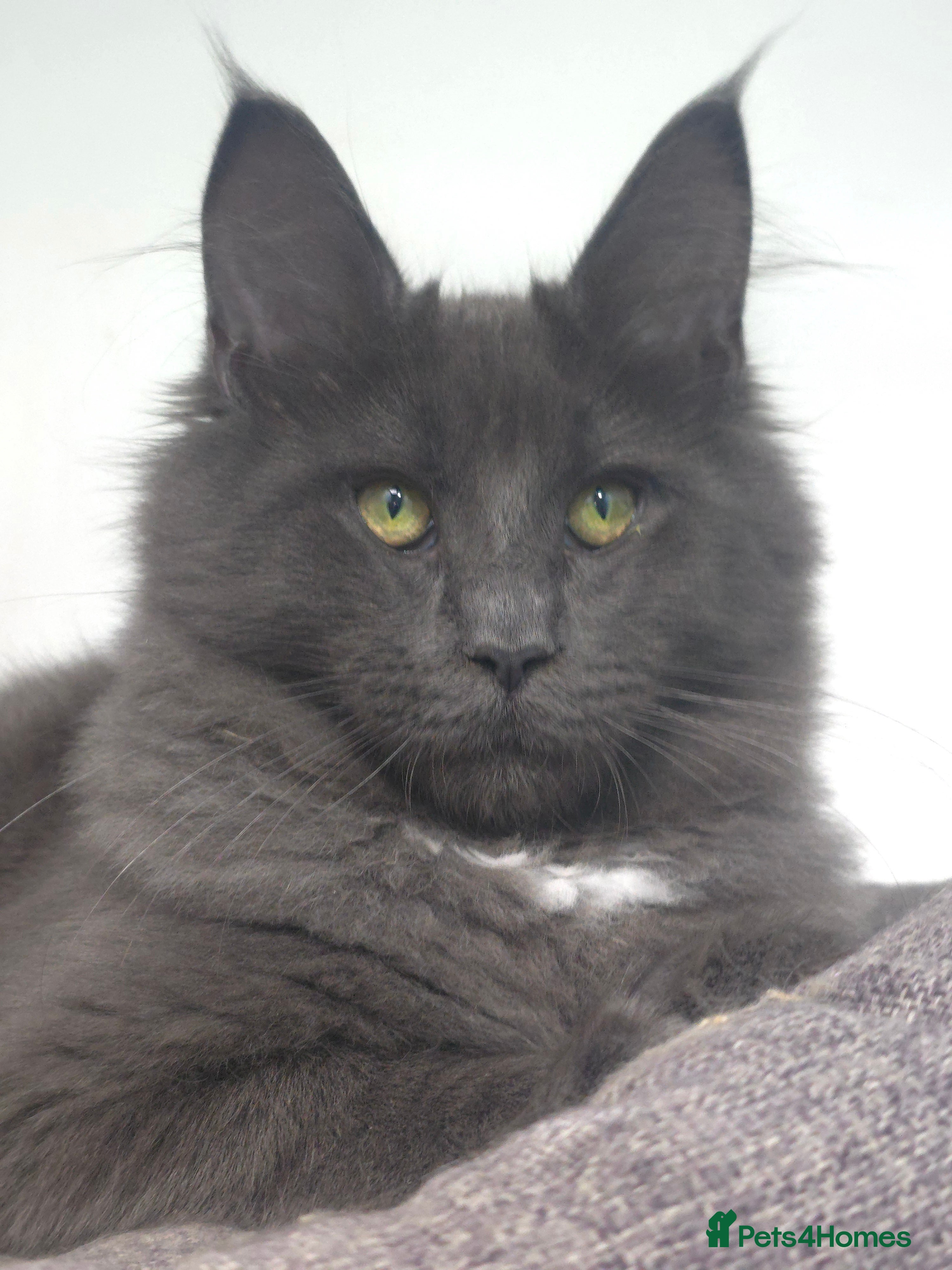 Maine Coon cats Gccf registered maine coon babies blue smoke - Advert 1