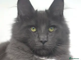 Maine Coon cats Gccf registered maine coon babies blue smoke - Advert 1