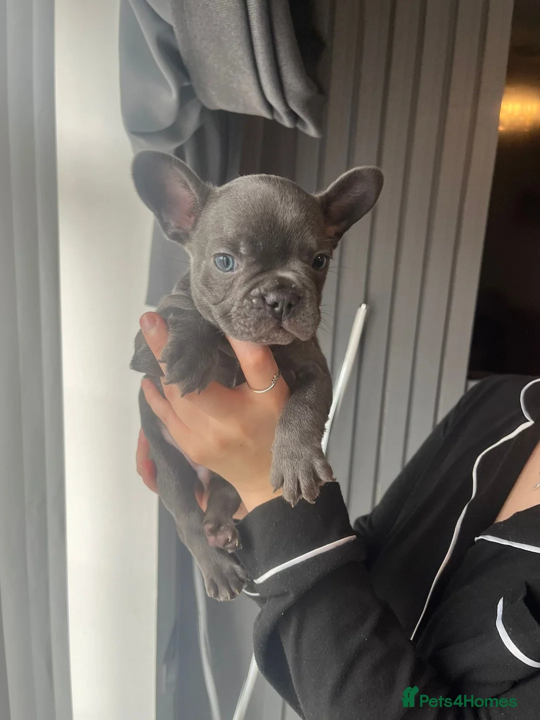 French Bulldog dogs for stud: Stunning blue merle 2year old stud - PROVEN in Lichfield - Advert 28
