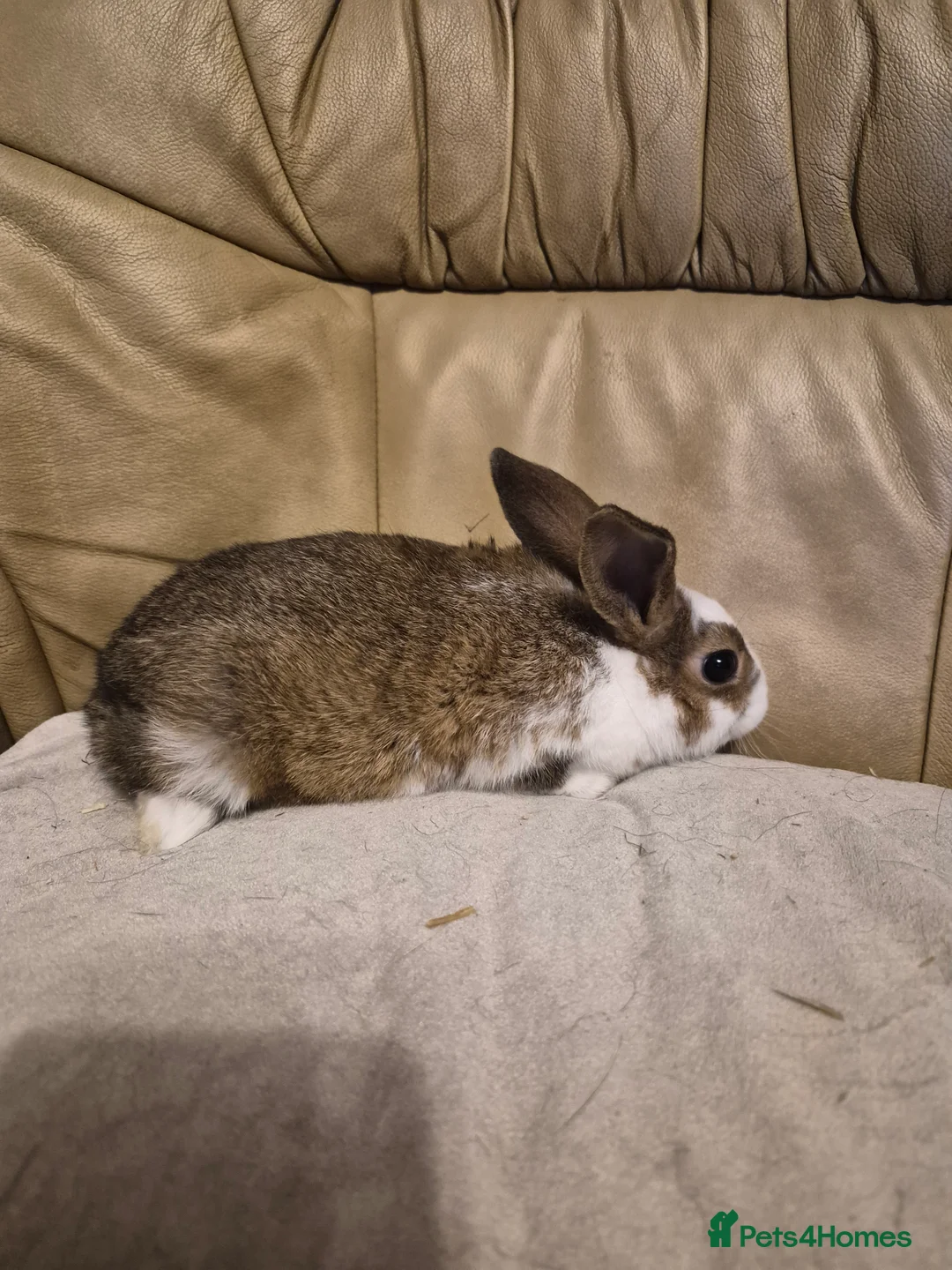 Mixed Breed rabbits for sale: 4 Cute Baby Mini Lop X Rabbits - Advert 2