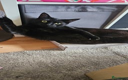 British Shorthair cats for sale: Rehoming needed for 18 month old boy. - Image 5