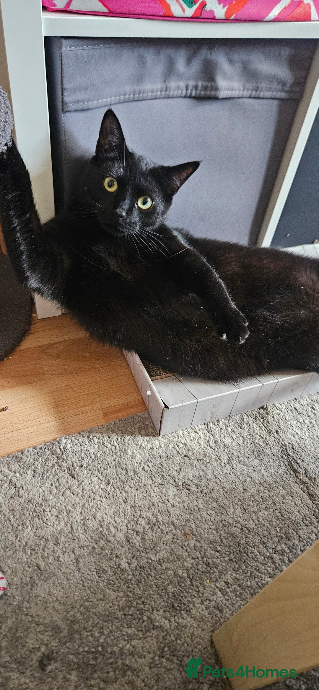 British Shorthair cats for sale: Rehoming needed for 18 month old boy. - Image 5