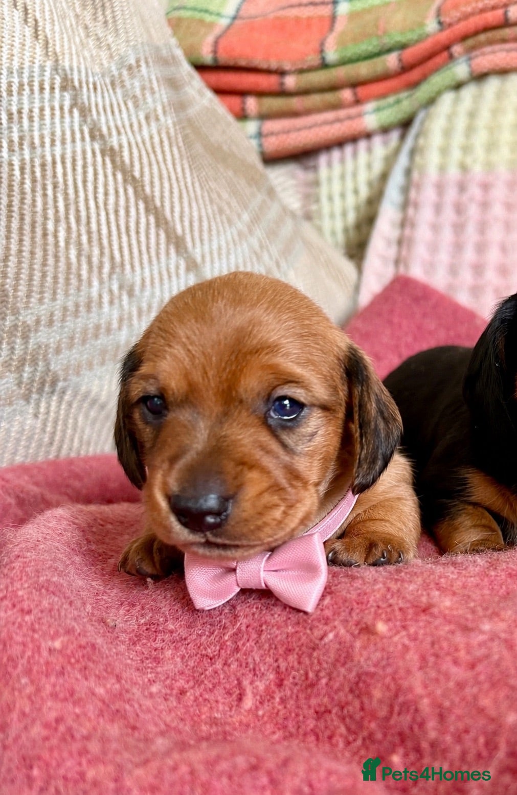 Miniature Dachshund dogs CHAMPION LINE KC REG & PRA CLEAR MINIS LOW COI - Advert 9