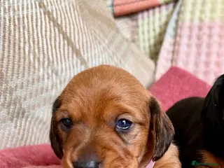 Miniature Dachshund dogs CHAMPION LINE KC REG & PRA CLEAR MINIS LOW COI - Advert 9