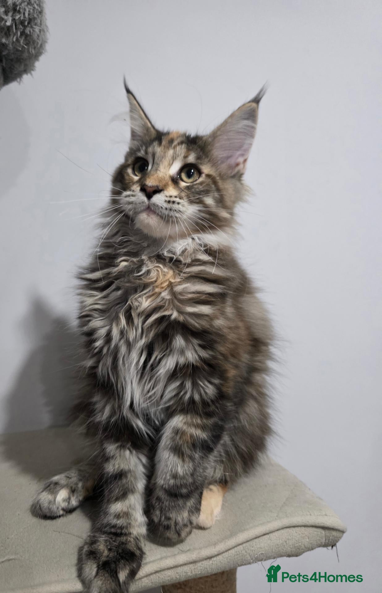 Maine Coon cats TICA Maine Coon Kittens | Russian Bloodlines - Advert 1