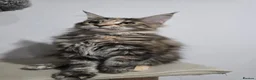 Maine Coon cats for sale: TICA Maine Coon Kittens | Russian Bloodlines - Advert 5