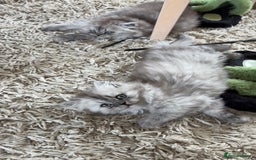 Persian cats for sale: Purrrfect Persians 😻😻😻 - Image 18