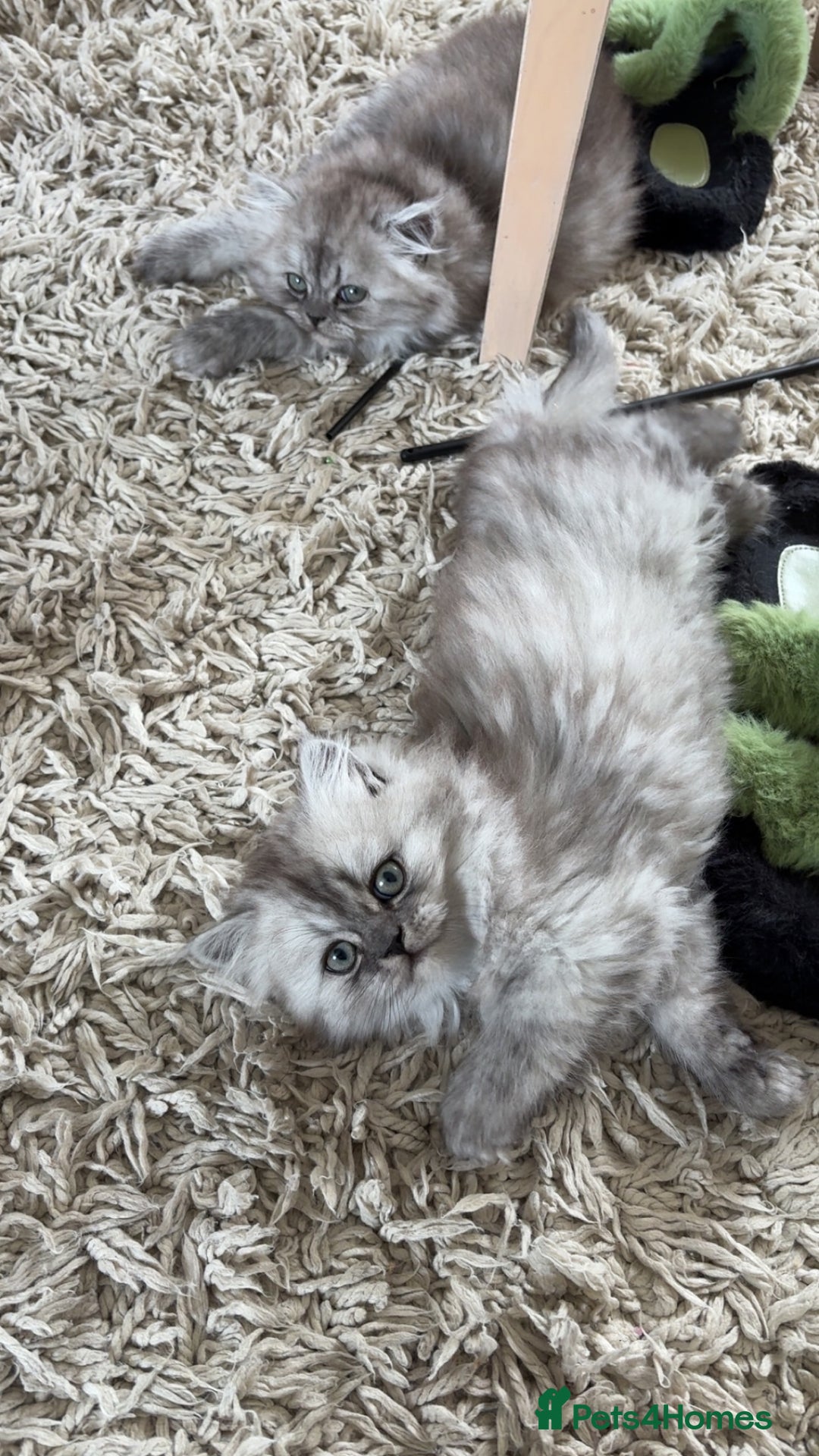Persian cats for sale: Purrrfect Persians 😻😻😻 - Image 18