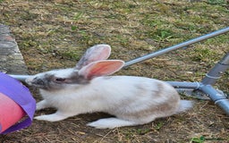 Harlequin rabbits for sale: 4 Gorgeous Harlequin bunnies looking for a 🏡  - Image 15