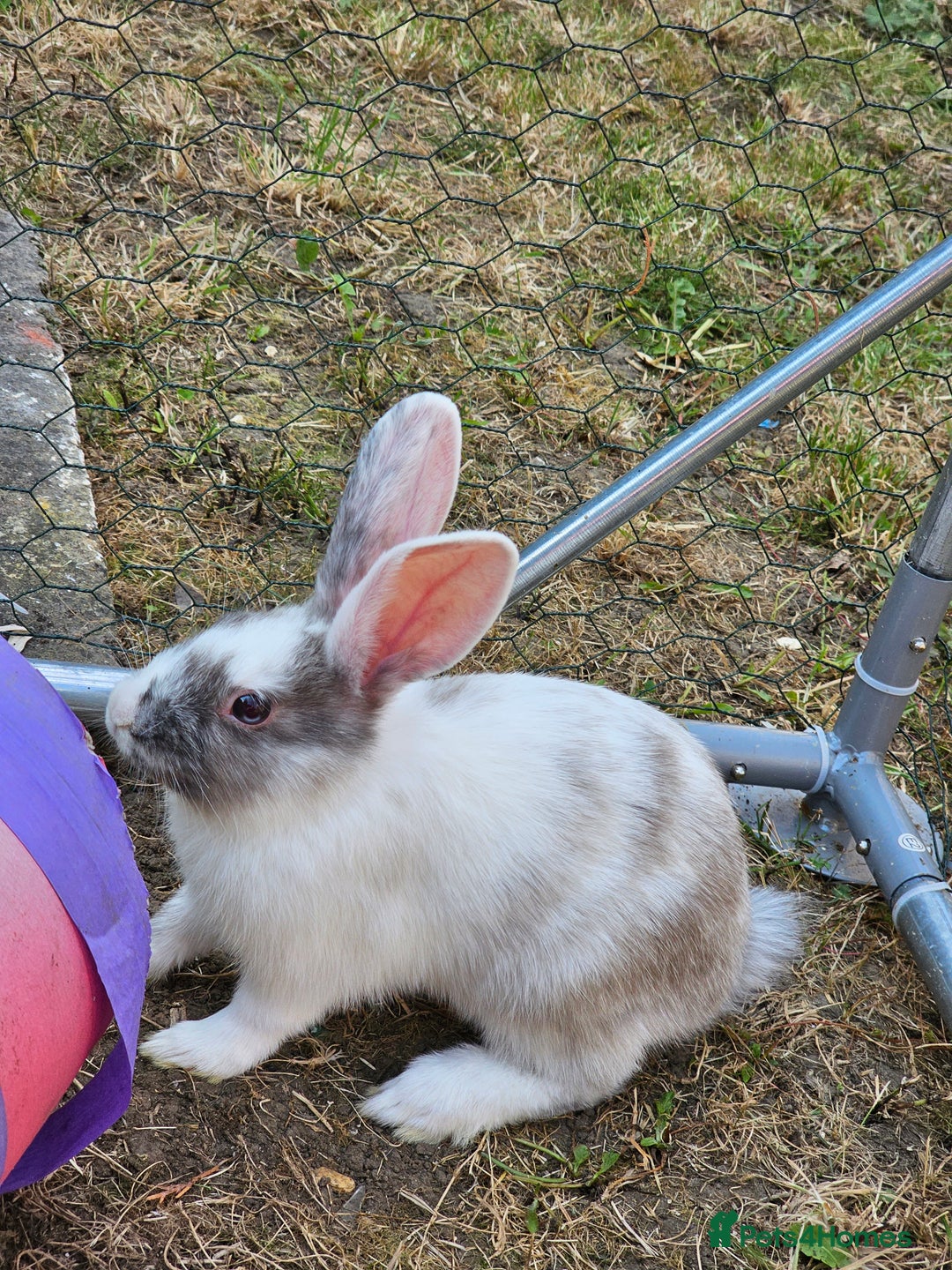 Harlequin rabbits for sale: 4 Gorgeous Harlequin bunnies looking for a 🏡  - Image 15