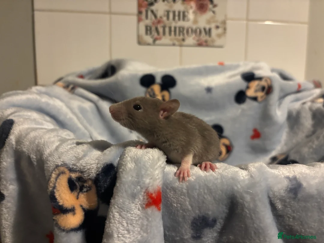 Rat rodents for sale: Gorgeous boys available now! - Advert 7