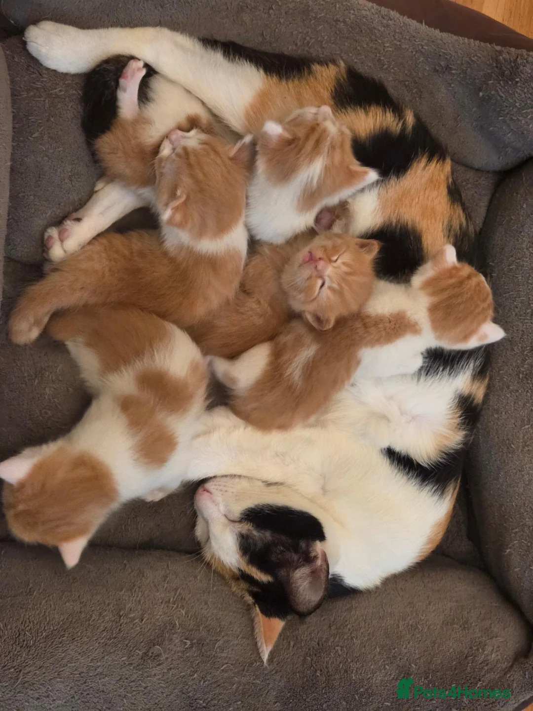 Mixed Breed cats for sale: 5 Adorable Kittens Looking for Loving Homes - Advert 1