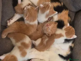 Mixed Breed cats 5 Adorable Kittens Looking for Loving Homes - Advert 3
