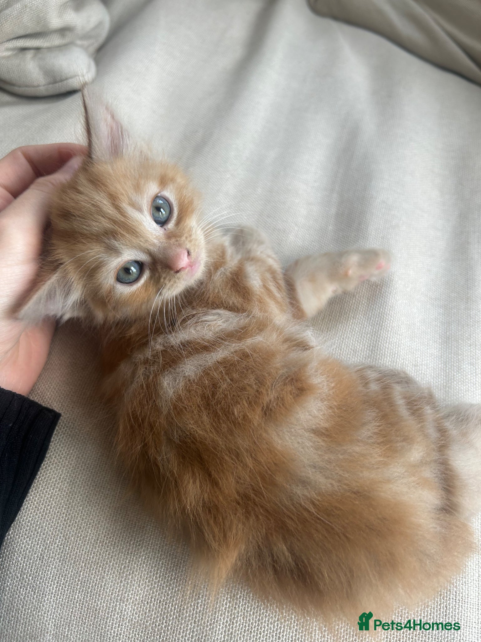 Mixed Breed cats Kittens - Advert 1