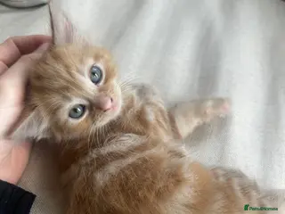 Mixed Breed cats Kittens - Advert 1