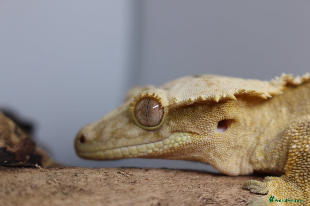 Gecko reptiles for sale: Male and female crested geckos  - Advert 18