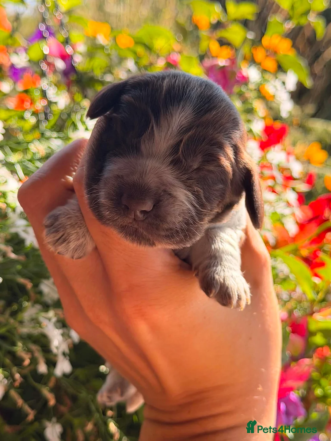 Cocker Spaniel dogs for sale: Pedigree Show Cocker Spaniel Puppies - Advert 10