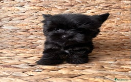 Yorkshire Terrier dogs for sale: Yorkshire Terrier puppies – very small, dad 1.2 kg - Image 1