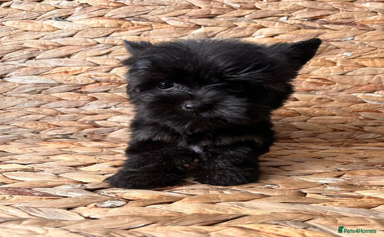 Yorkshire Terrier dogs - Advert 2