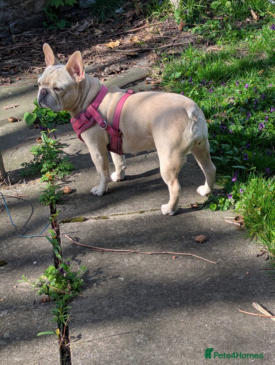 French Bulldog dogs for sale: Platinum Frenchies need love - Advert 1