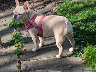 French Bulldog dogs Platinum Frenchies need love - Advert 1