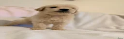 Goldendoodle dogs for sale: Beautiful Goldendoodles puppies  - Advert 1