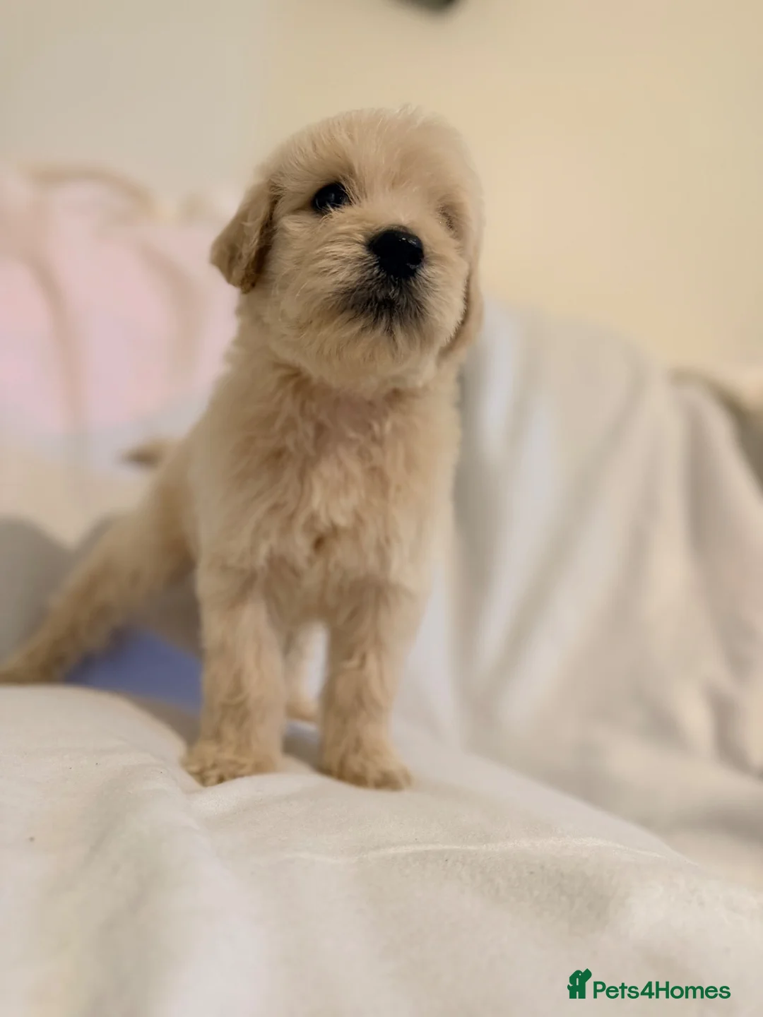 Goldendoodle dogs for sale: Beautiful Goldendoodles puppies  - Advert 1