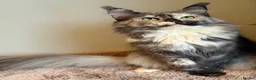 Maine Coon cats for sale: Beautiful little girl and Mum - Advert 7
