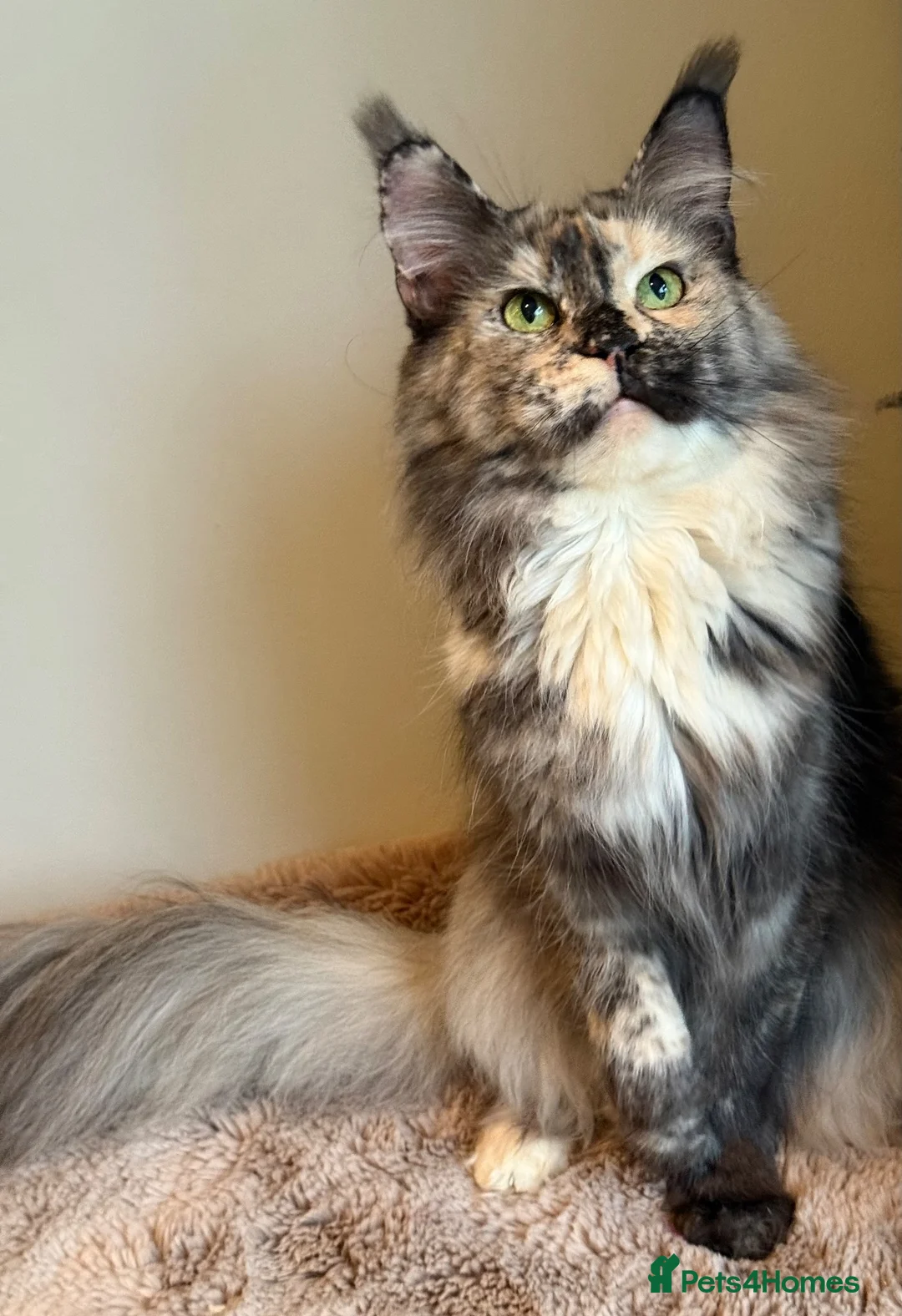 Maine Coon cats for sale: Beautiful little girl and Mum - Advert 7