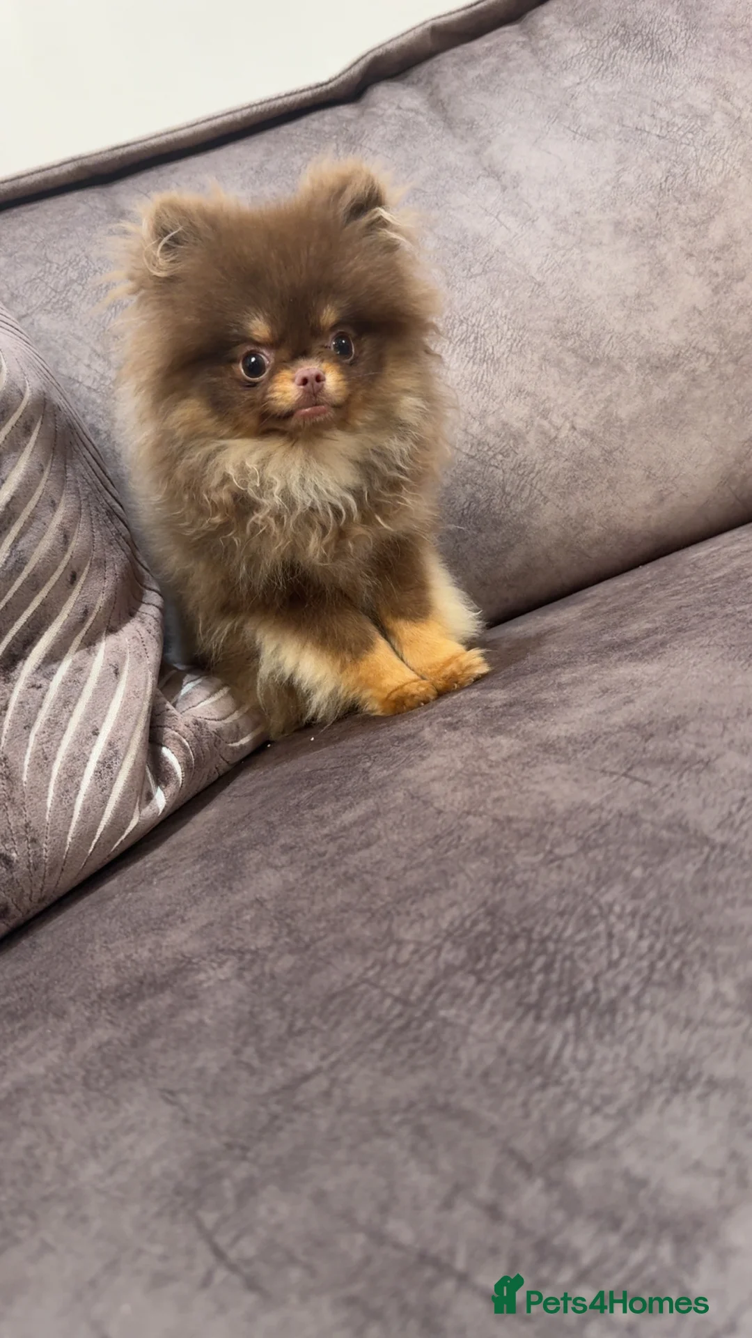 Pomeranian dogs for sale: Chocolate and Tan GIRL 🎀💖 - Advert 3
