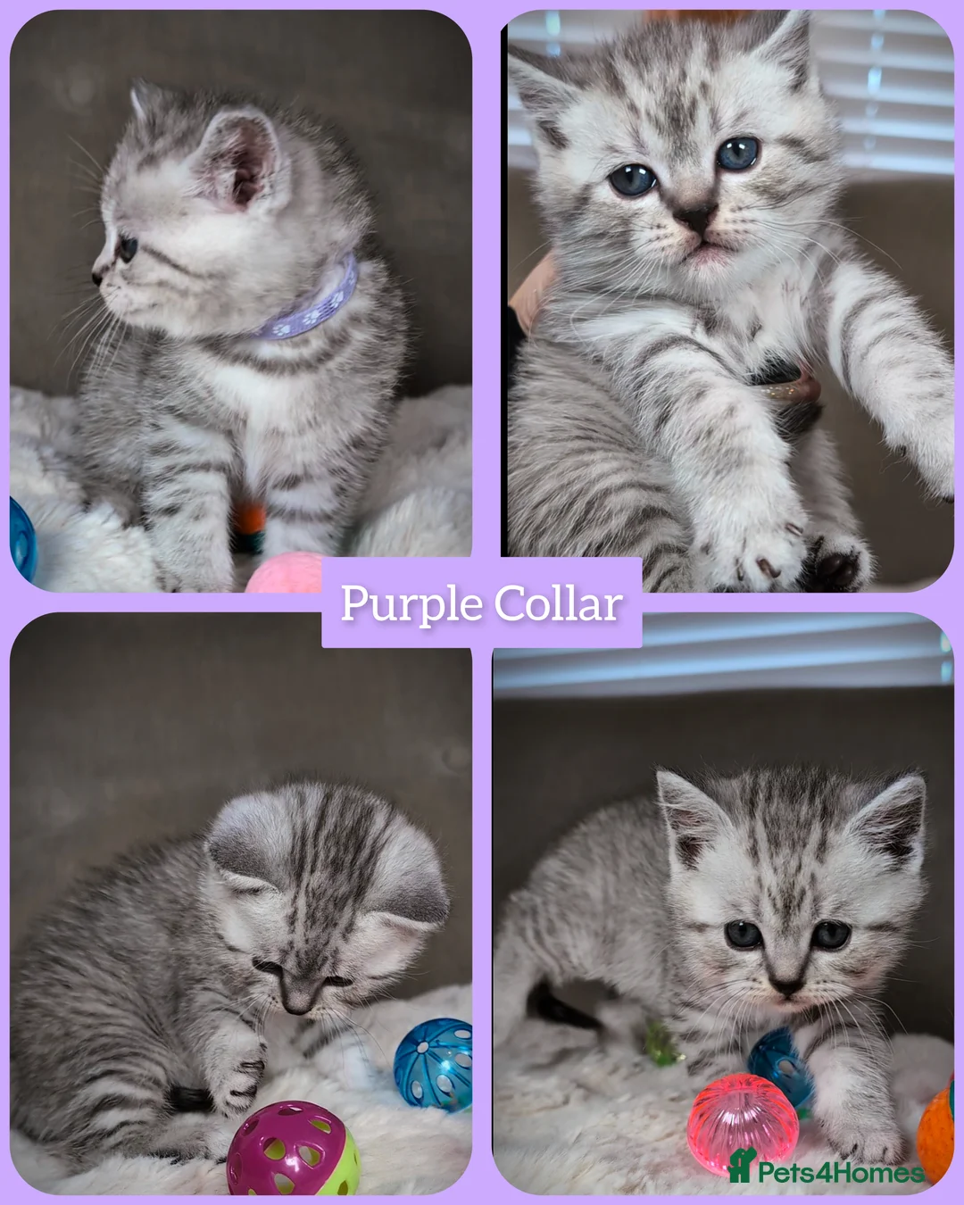 British Shorthair cats for sale: BSH 🩷🩵 READY to RESERVE  - Advert 4