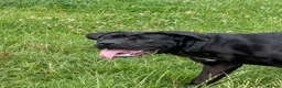 Cane Corso dogs for sale: Cane corso in need of loving home - Advert 4