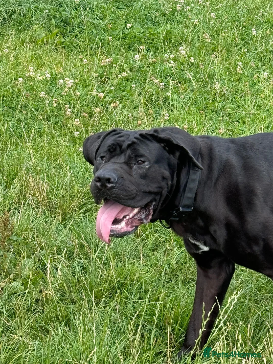 Cane Corso dogs for sale: Cane corso in need of loving home - Advert 4